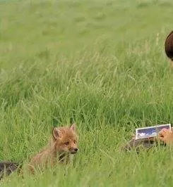 Лисичка Хэлен (2006) в хорошем качестве через торрент Лисичка Хэлен (2006) фильм в хорошем качестве через торрент