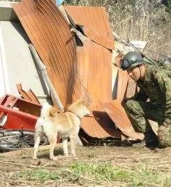 История Мари и трех щенков (2007) через торрент бесплатно История Мари и трех щенков (2007) фильм через торрент бесплатно