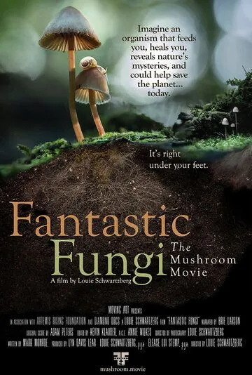 Фантастические Грибы / Fantastic Fungi (2019) фильм скачать через торрент в хорошем качестве