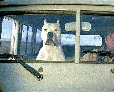 Аргентинский дог (2004) в хорошем качестве через торрент Аргентинский дог (2004) фильм в хорошем качестве через торрент