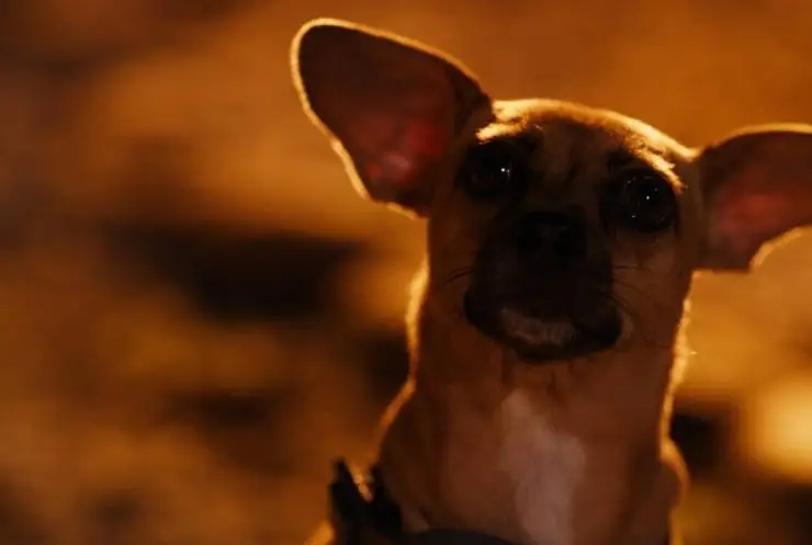 Хвостатые пришельцы (2023) через торрент бесплатно Хвостатые пришельцы (2023) фильм через торрент бесплатно