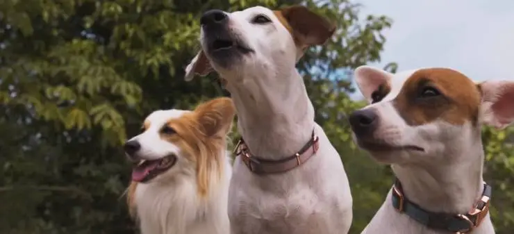 Пушистая братва (2023) в хорошем качестве через торрент Пушистая братва (2023) фильм в хорошем качестве через торрент