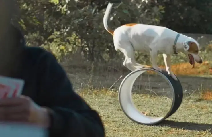 Пушистая братва (2023) через торрент бесплатно Пушистая братва (2023) фильм через торрент бесплатно