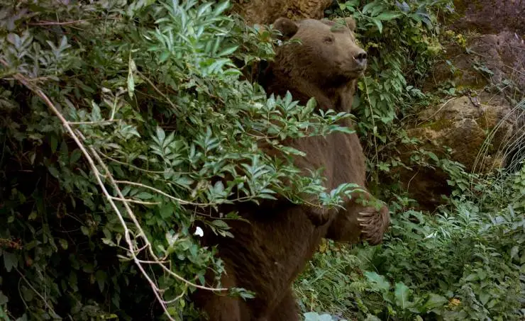 Линцесса. Тайны леса (2023) через торрент бесплатно Линцесса. Тайны леса (2023) фильм через торрент бесплатно