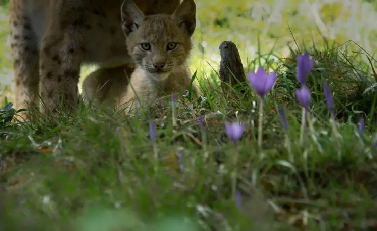 Линцесса. Тайны леса (2023) через торрент скачать Линцесса. Тайны леса (2023) фильм через торрент скачать