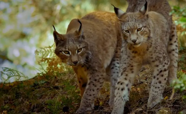 Линцесса. Тайны леса (2023) в хорошем качестве через торрент Линцесса. Тайны леса (2023) фильм в хорошем качестве через торрент