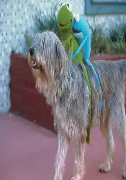 Лягушонок Кермит: Годы в болоте (2002) через торрент скачать Лягушонок Кермит: Годы в болоте (2002) фильм через торрент скачать