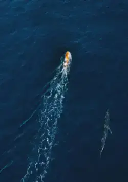 Челюсти. Столкновение (2022) через торрент бесплатно Челюсти. Столкновение (2022) фильм через торрент бесплатно