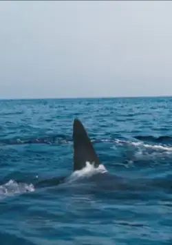 Челюсти. Столкновение (2022) в хорошем качестве через торрент Челюсти. Столкновение (2022) фильм в хорошем качестве через торрент