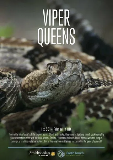 Королевы гадюк / Viper Queens (2016) фильм скачать через торрент в хорошем качестве