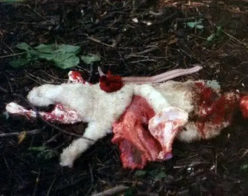 Зверь (1975) через торрент скачать Зверь (1975) фильм через торрент скачать