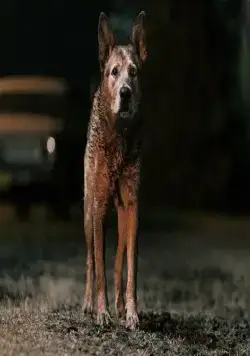 Кладбище домашних животных: Кровные узы (2023) через торрент скачать Кладбище домашних животных: Кровные узы (2023) фильм через торрент скачать