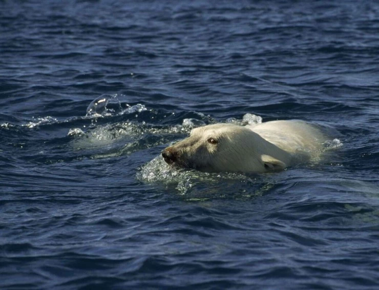 Мишка на Севере (2006) в хорошем качестве через торрент Мишка на Севере (2006) фильм в хорошем качестве через торрент