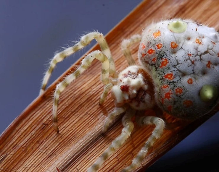 Мир дикой природы (2014) через торрент скачать Мир дикой природы (2014) сериал через торрент скачать