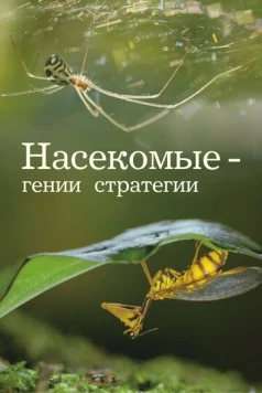 Насекомые - гении стратегии / Insects, Geniuses of Strategy (2021) сериал скачать через торрент в хорошем качестве