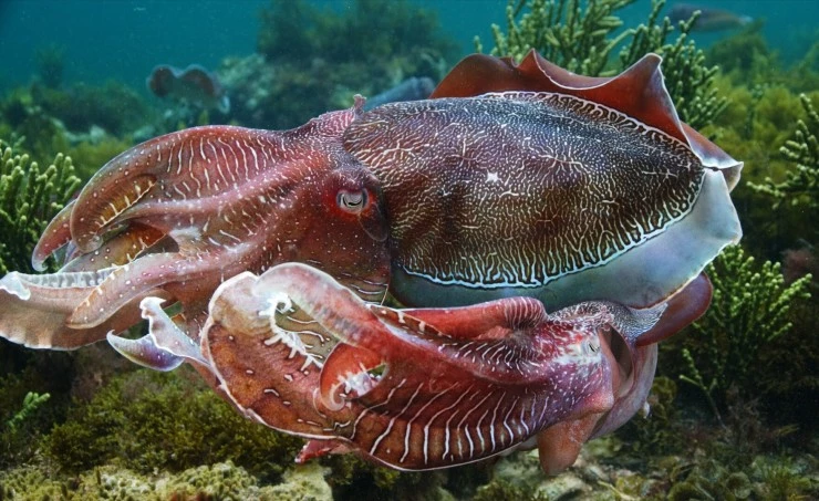 Удивительные животные Австралии (2024) через торрент бесплатно Удивительные животные Австралии (2024) сериал через торрент бесплатно