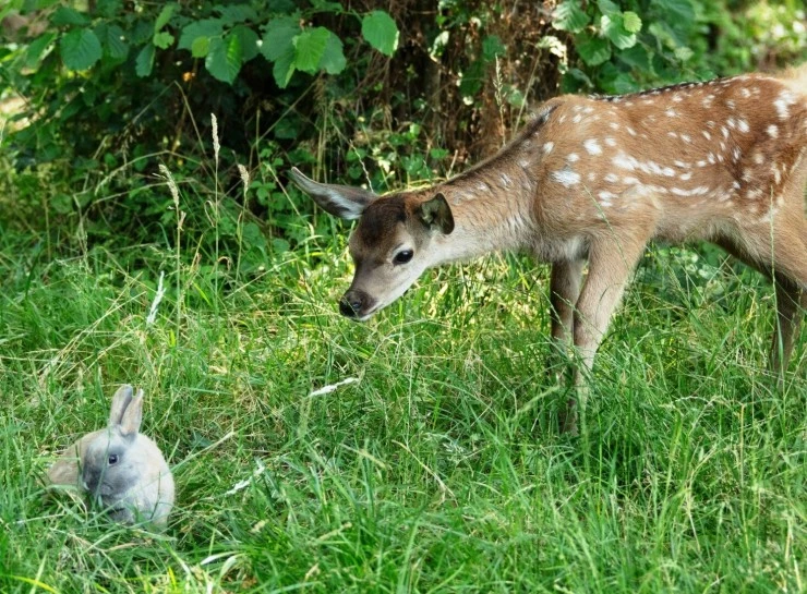 Бемби. История жизни в лесу (2024) через торрент бесплатно Бемби. История жизни в лесу (2024) фильм через торрент бесплатно