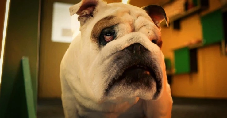 Моё собачье дело (2024) через торрент бесплатно Моё собачье дело (2024) фильм через торрент бесплатно