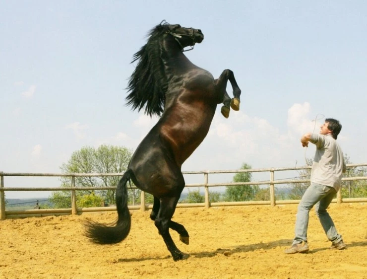 Танцуй с ним (2007) через торрент бесплатно Танцуй с ним (2007) фильм через торрент бесплатно