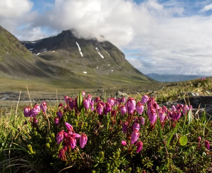 Горная симфония (2021) через торрент скачать Горная симфония (2021) фильм через торрент скачать