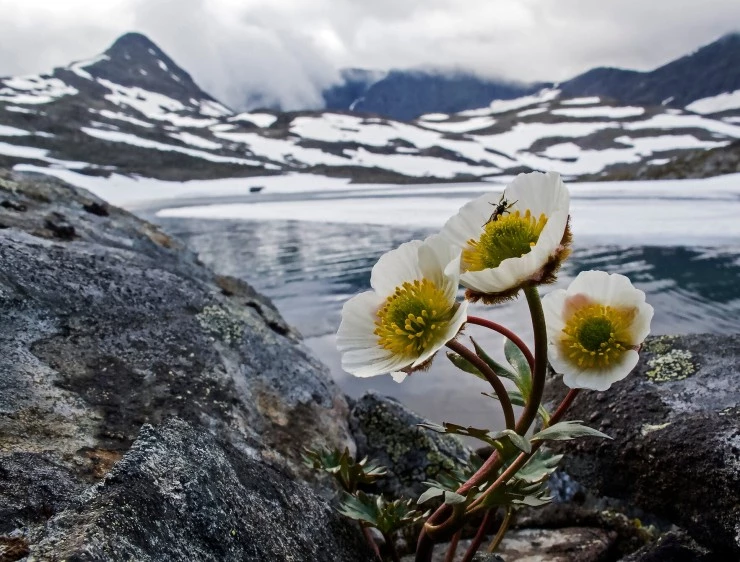 Горная симфония (2021) в хорошем качестве через торрент Горная симфония (2021) фильм в хорошем качестве через торрент