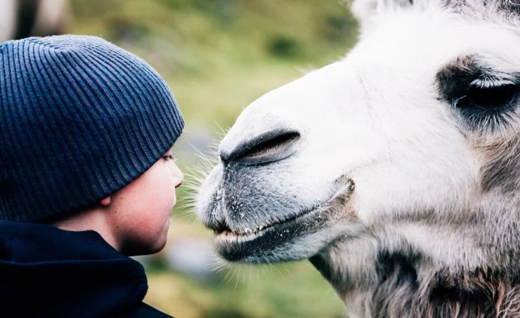 Мой друг северный верблюд (2019) через торрент скачать Мой друг северный верблюд (2019) фильм через торрент скачать