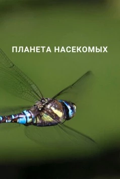 Планета насекомых / Planet Insect (2022) сериал скачать через торрент в хорошем качестве