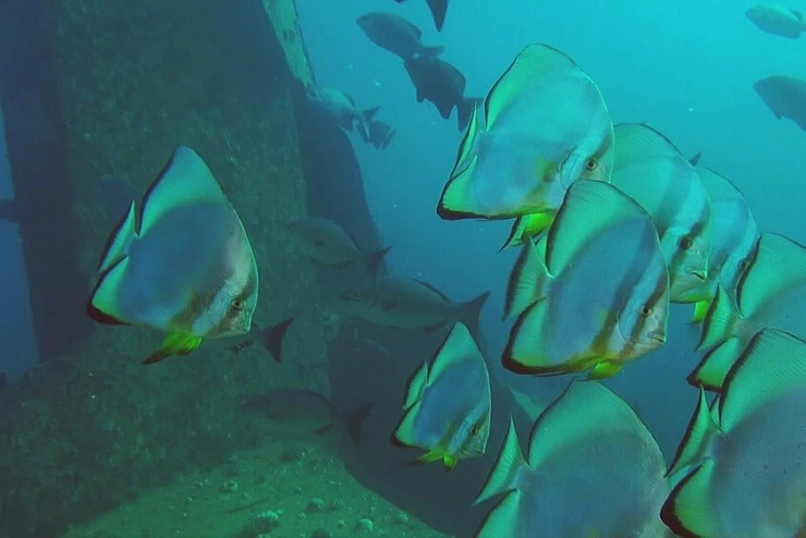 Коралловый риф 3D (2011) в хорошем качестве через торрент Коралловый риф 3D (2011) фильм в хорошем качестве через торрент