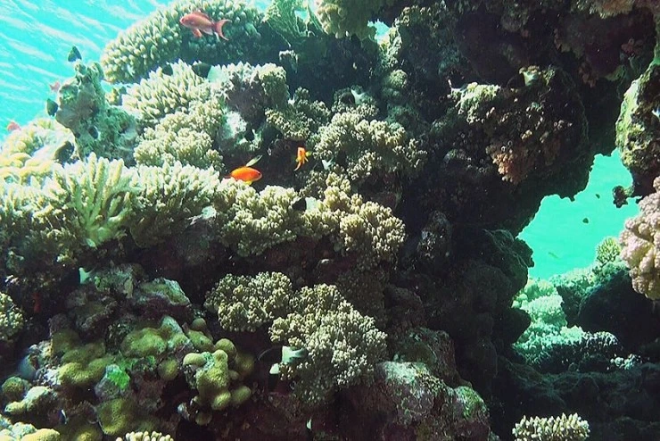 Коралловый риф 3D (2011) через торрент скачать Коралловый риф 3D (2011) фильм через торрент скачать