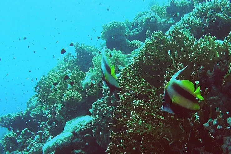 Коралловый риф 3D (2011) через торрент бесплатно Коралловый риф 3D (2011) фильм через торрент бесплатно