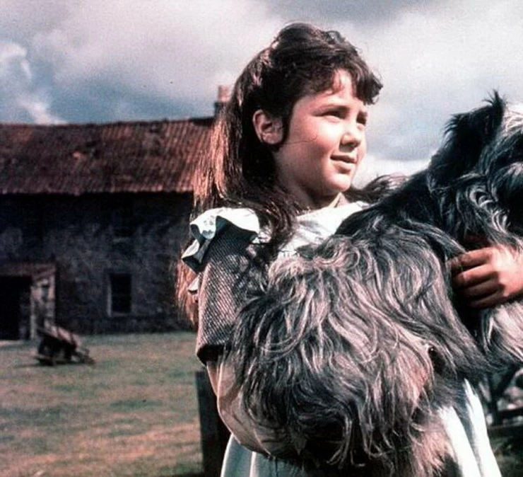 Бобби из Грейфраерса: Правдивая история (1961) в хорошем качестве через торрент Бобби из Грейфраерса: Правдивая история (1961) фильм в хорошем качестве через торрент